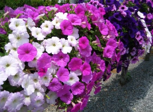 Петуния (Petunia) Петуния (Petunia)