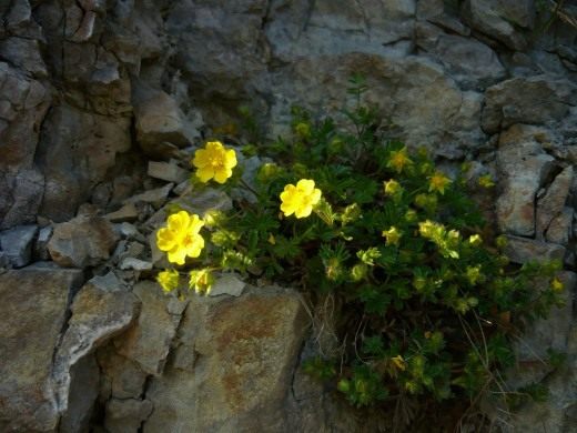 Лапчатка Табернемонтана (Potentilla tabernaemontani)