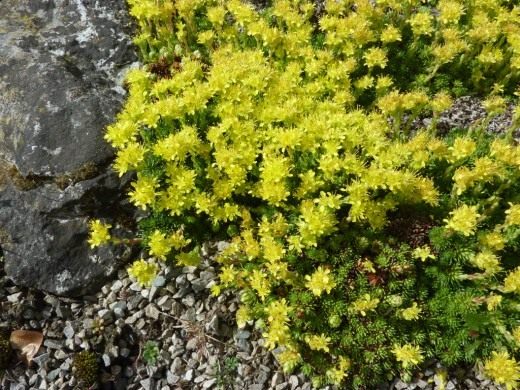 Камнеломка можжевельниколистная (Saxifraga juniperifolia)