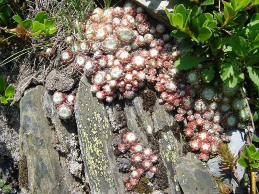 Молодило паутинистого (Sempervivum arachnoideum)