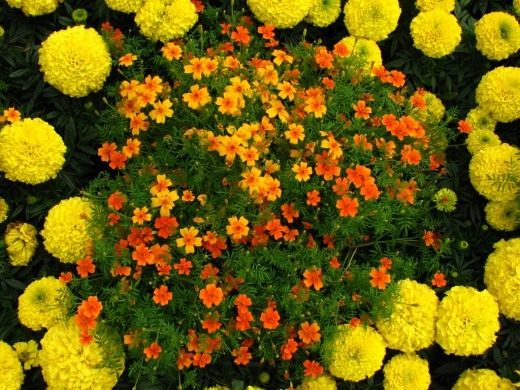 Бархатцы (Tagetes)