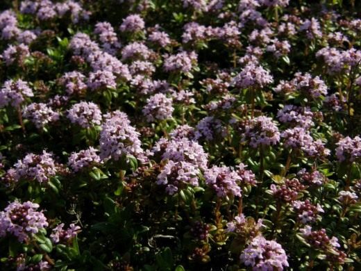 Тимьян лимоннопахнущий (Thymus x citriodorus)