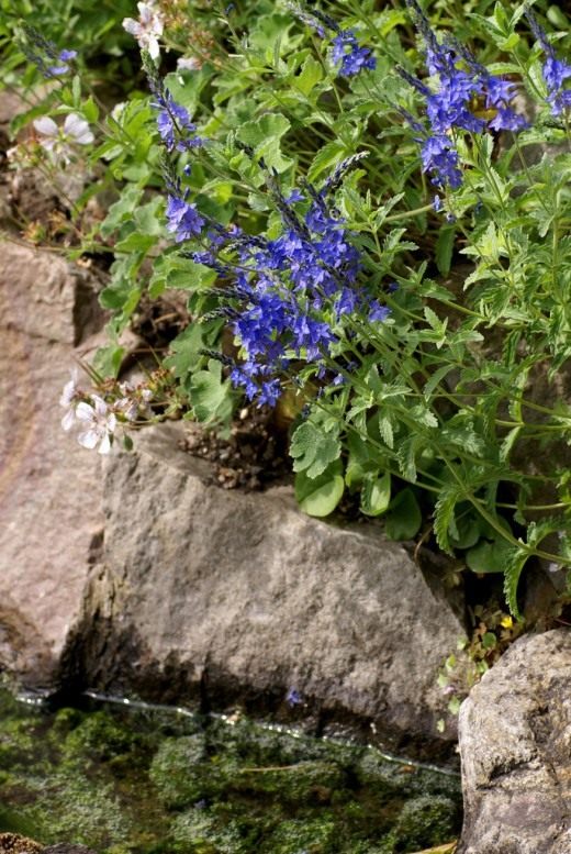 Вероника простёртая (Veronica prostrata)