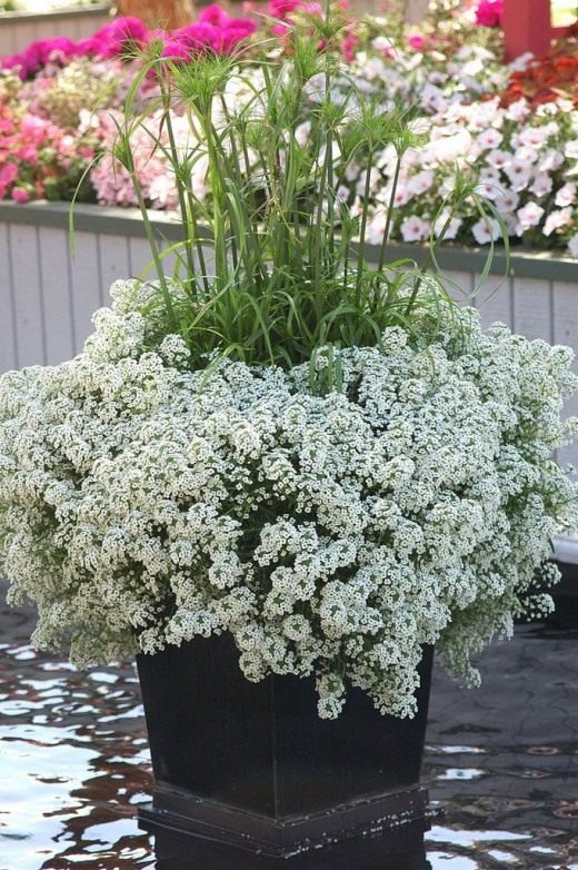 Алиссум (Alyssum) Алиссум (Alyssum)
