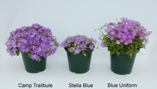 Колокольчик ломкий (Campanula fragilis)