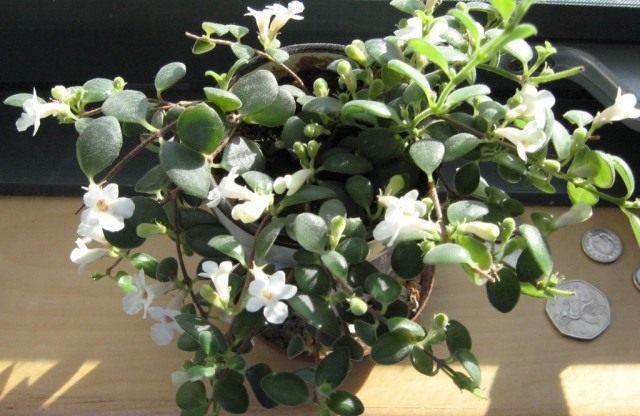 Кодонанте (Codonanthe) Кодонанте (Codonanthe)