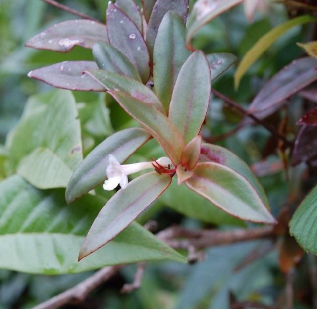 Кодонанте (Codonanthe) Кодонанте (Codonanthe)