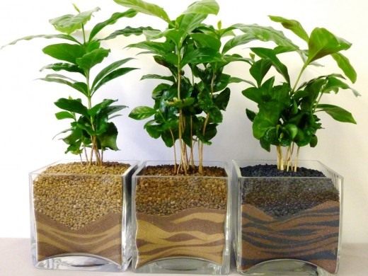 Кофе аравийский (Coffea arabica)