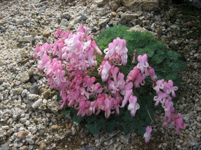 Дицентра (Dicentra) Дицентра (Dicentra)