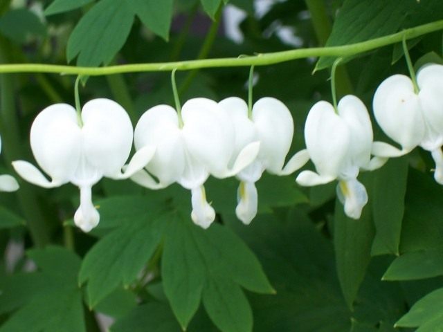 Дицентра (Dicentra) Дицентра (Dicentra)