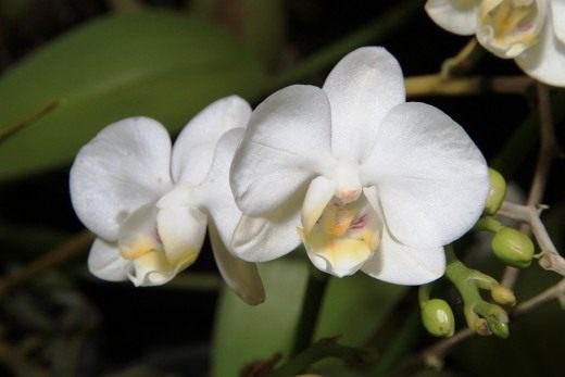 Фаленопсис прелестный (Phalaenopsis rosenstromii)