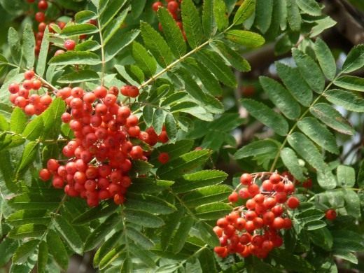 Рябина (Rowan)