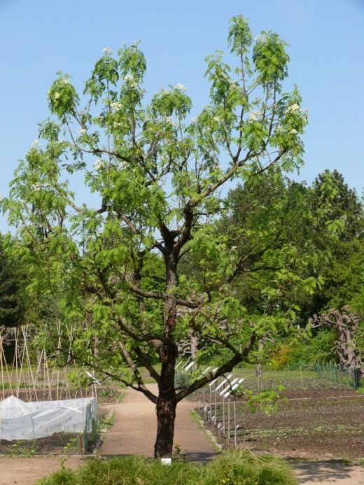 Рябина (Rowan)