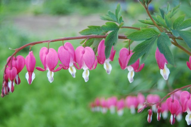 Дицентра (Dicentra) Дицентра (Dicentra)