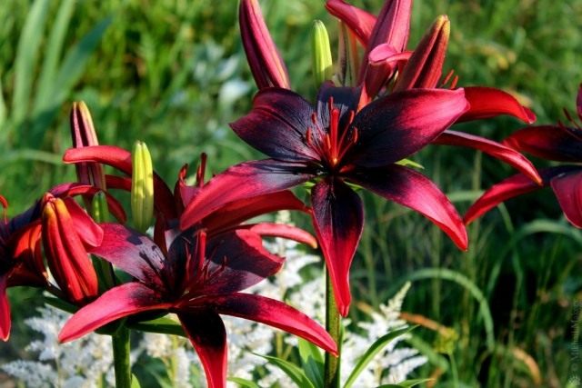 Лилия азиатская "Танго Олина" (Asiatic Lily 'Tango Olina') Лилия азиатская "Танго Олина" (Asiatic Lily 'Tango Olina')