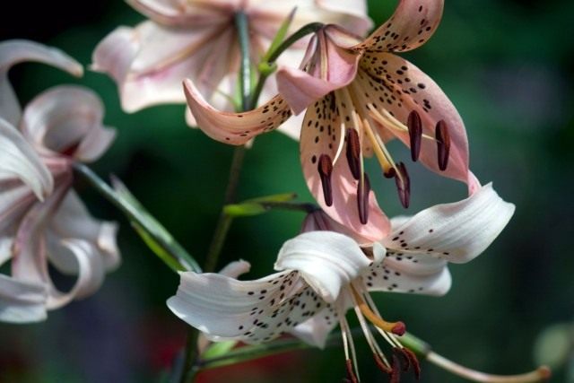 Лилия азиатская "Пинк Твинкл" (Asiatic Lily 'Pink Twinkle') Лилия азиатская "Пинк Твинкл" (Asiatic Lily 'Pink Twinkle')