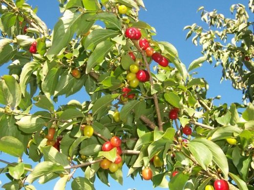 Кизил обыкновенный (Cornelian Cherry)
