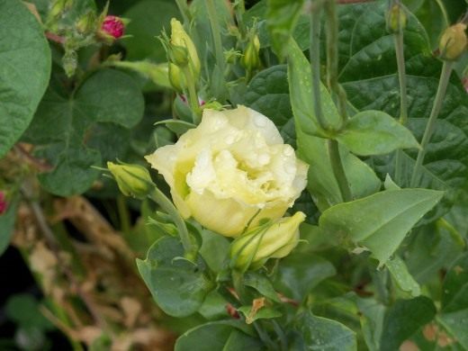 Эустома (Eustoma)