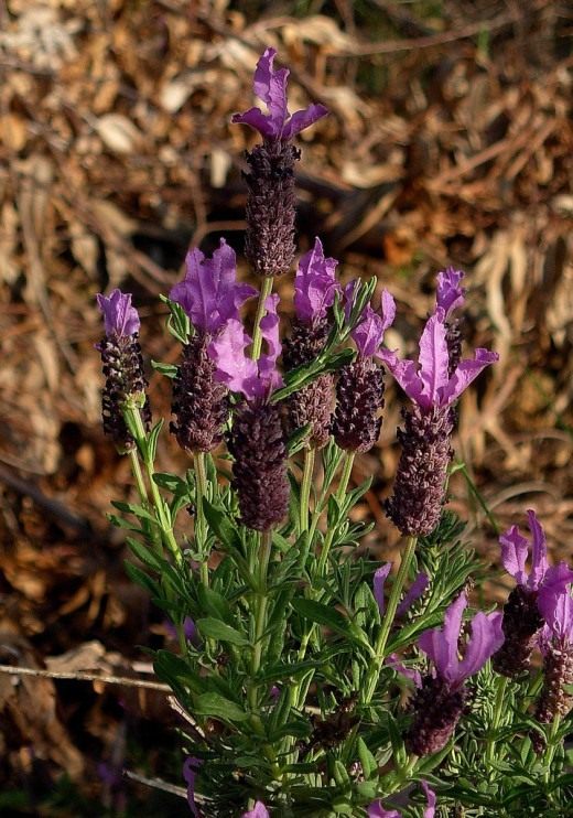 Лаванда (Lavender)