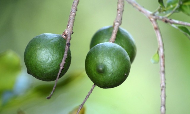 Макадамия, или Австралийский орех (Macadamia)