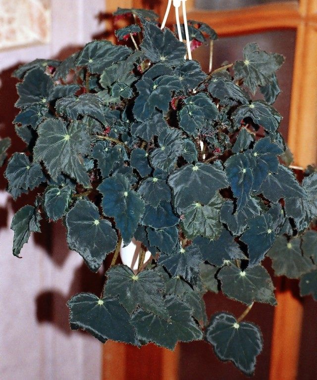 Бегония Боуера «Вифлеемская звезда» (Begonia bowerae 'Bethlehem Star') Бегония Боуера «Вифлеемская звезда» (Begonia bowerae 'Bethlehem Star')