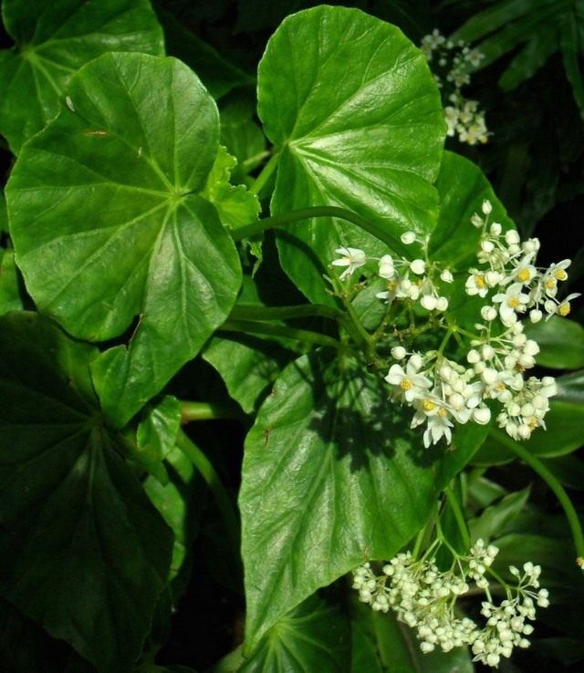 Бегония капская (Begonia capensis) Бегония капская (Begonia capensis)