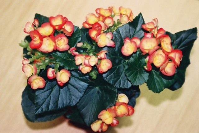 Бегония зимующая 'Filur' (Begonia hiemalis 'Filur') Бегония зимующая 'Filur' (Begonia hiemalis 'Filur')