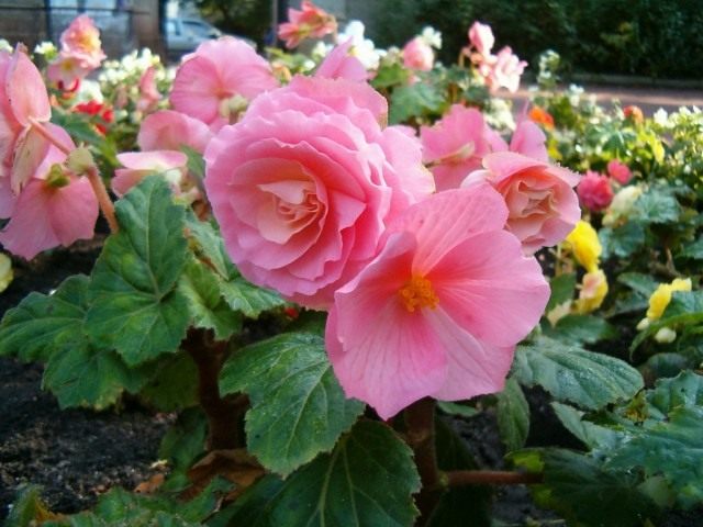 Бегония клубневая (Begonia tuberhybrida) Бегония клубневая (Begonia tuberhybrida)