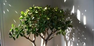 Толстянка, или Крассула (Crаssula) — «Денежное дерево»