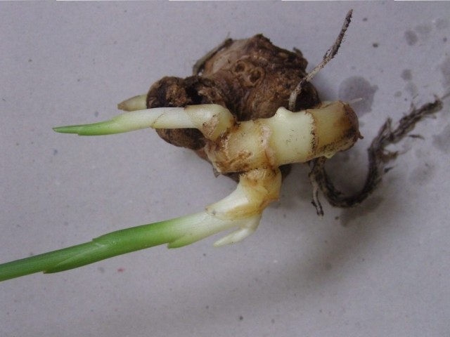Имбирь (Ginger) Имбирь (Ginger)