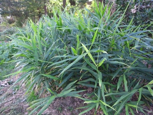 Имбирь (Ginger) Имбирь (Ginger)