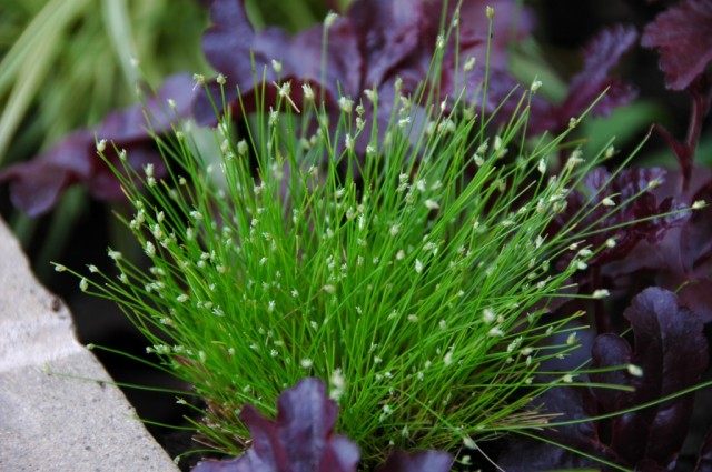 Изолепис поникающий (Isolepis cernua) Изолепис поникающий (Isolepis cernua)