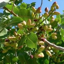 Как растут фисташки орех фото дерева