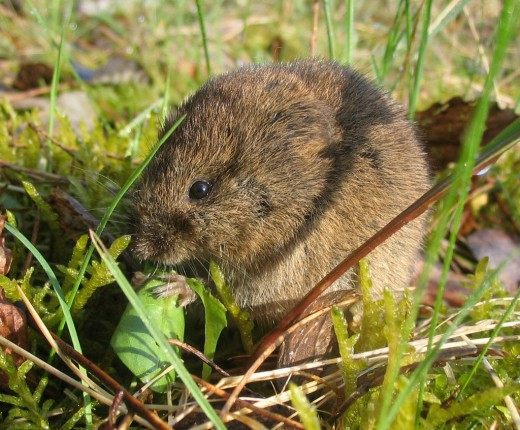 Полевка обыкновенная (Vole) Полевка обыкновенная (Vole)