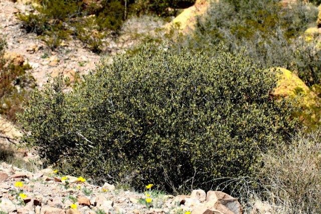 Симмондсия китайская, Хохоба, или Жожоба (Simmondsia chinensis) Симмондсия китайская, Хохоба, или Жожоба (Simmondsia chinensis)