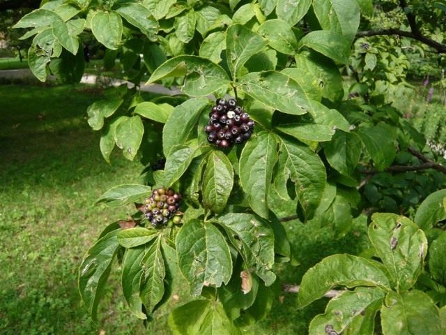 Элеутерококк сидячецветковый (Eleutherococcus sessiliflorus) Элеутерококк сидячецветковый (Eleutherococcus sessiliflorus)