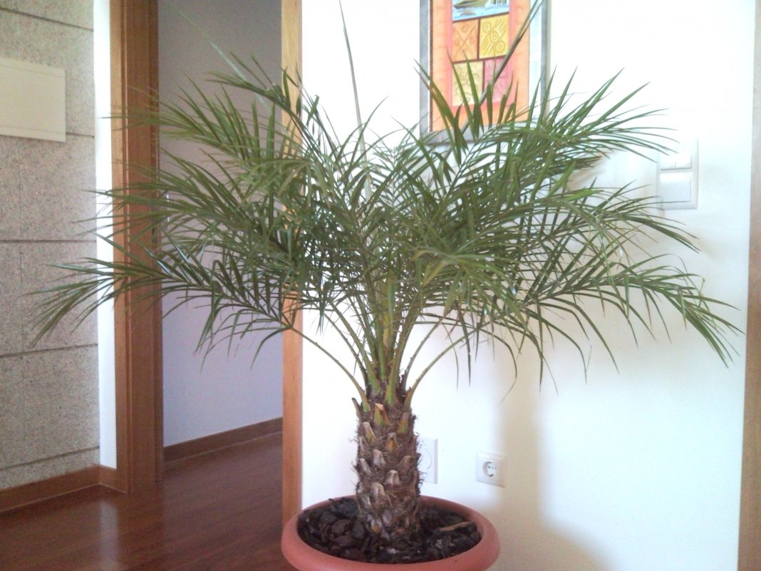 Сроки роста финиковой пальмы