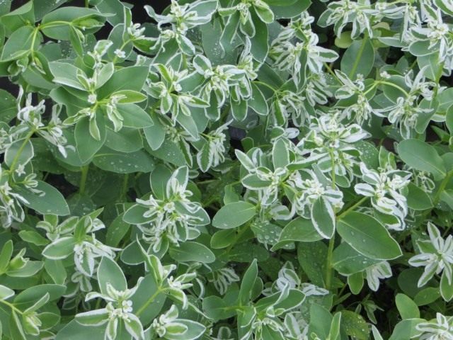 Молочай окаймленный (Euphorbia marginata) Молочай окаймленный (Euphorbia marginata)