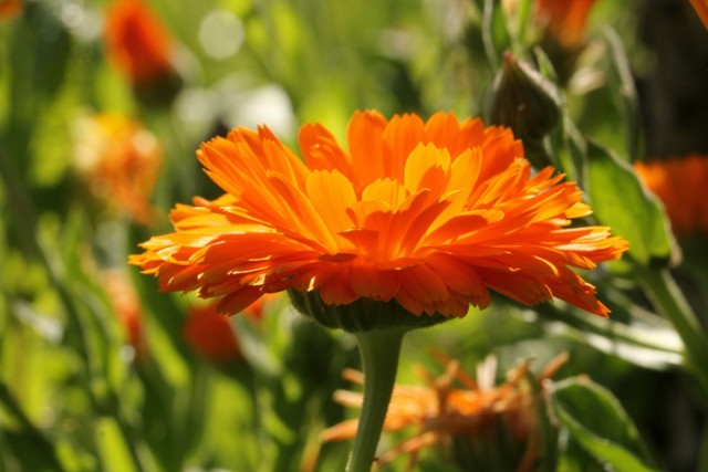 Календула лекарственная (Calendula officinalis) Календула лекарственная (Calendula officinalis)