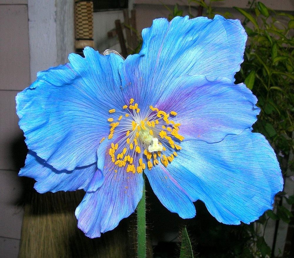 Blue Himalaya семена