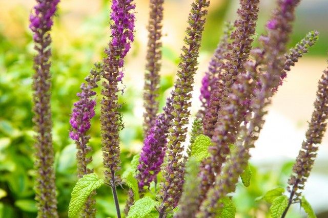 Дубровник гирканский (teucrium hircanicum) Дубровник гирканский (teucrium hircanicum)