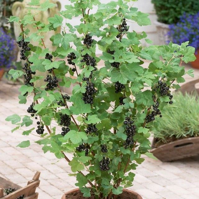 У смородины оголяются корни. blackcurrant. У смородины оголяются корни фото. У смородины оголяются корни-blackcurrant. картинка У смородины оголяются корни. картинка blackcurrant. Куст смородины, выращенный из саженца, имеет придаточную корневую систему без главного корня, но с большим количеством мочковатых корней. И располагаются они в поверхностном слое почвы. В зависимости от почвенно-климатических условий культивирования смородины и подготовки почвы большая часть всасывающих корней находиться в верхних слоях почвы от 0 до 40 см, но иногда достигает глубины 60—80 см.