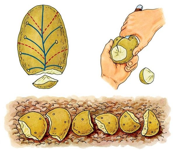 Картинка клубень картофеля