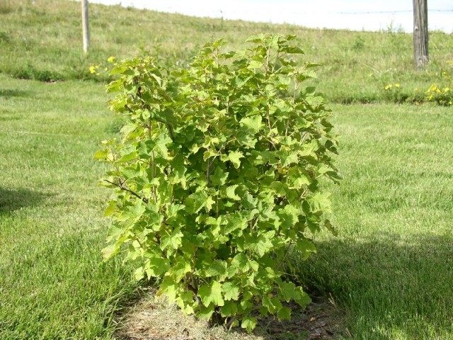 У смородины оголяются корни. red currant 1. У смородины оголяются корни фото. У смородины оголяются корни-red currant 1. картинка У смородины оголяются корни. картинка red currant 1. Куст смородины, выращенный из саженца, имеет придаточную корневую систему без главного корня, но с большим количеством мочковатых корней. И располагаются они в поверхностном слое почвы. В зависимости от почвенно-климатических условий культивирования смородины и подготовки почвы большая часть всасывающих корней находиться в верхних слоях почвы от 0 до 40 см, но иногда достигает глубины 60—80 см.