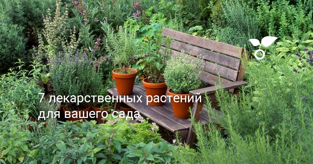 Сад Лекарственных Растений Фото
