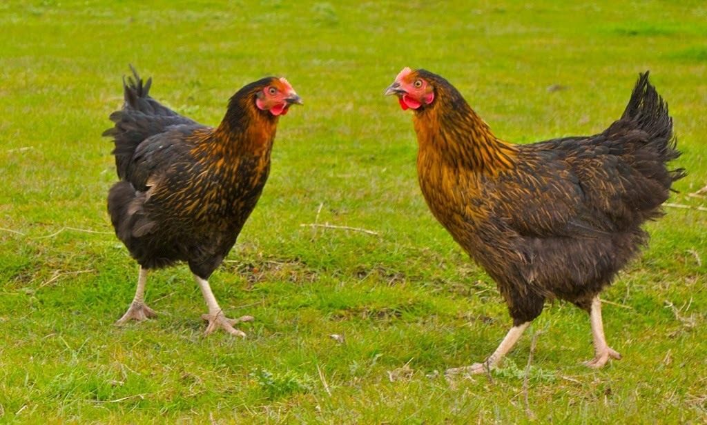 Black-Rock-Chickens