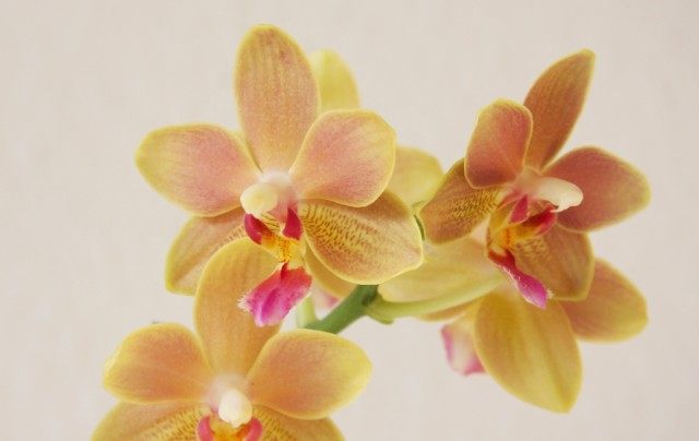 Орхидея фаленопсис Tzu Chiang Balm