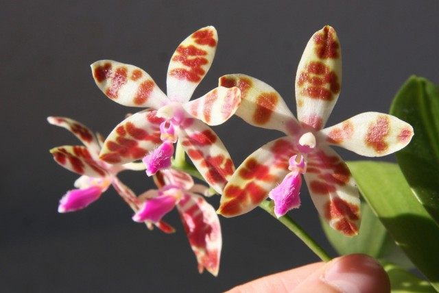 Орхидея фаленопсис mariae