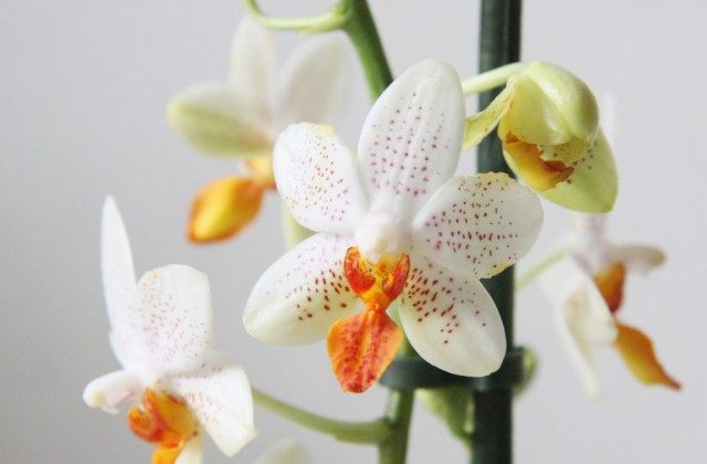 Орхидея фаленопсис Mini Mark