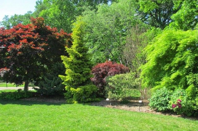 Роль декоративных кустарников и деревьев в современном саду